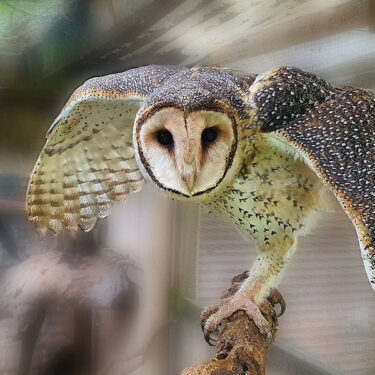 Warrnambool Wildlife Encounters - LetsGoKids