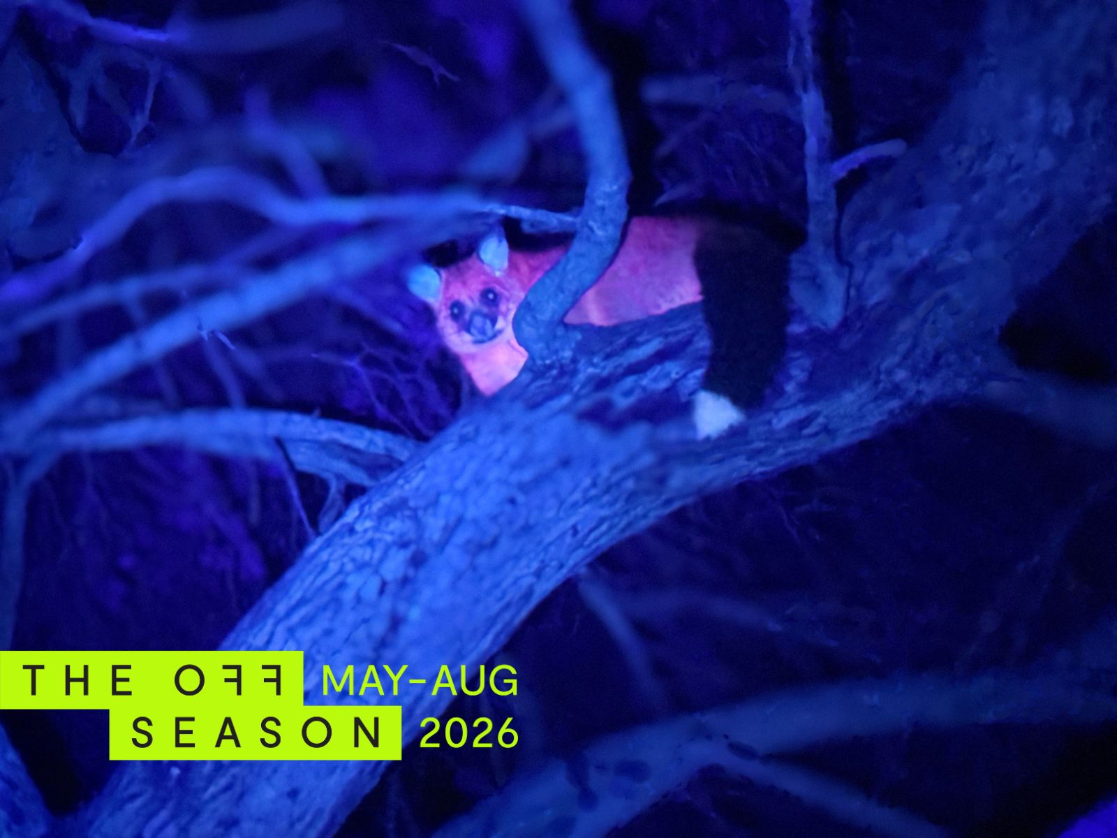 Neon Nightfall Stay and Tour at Crowne Plaza Hobart