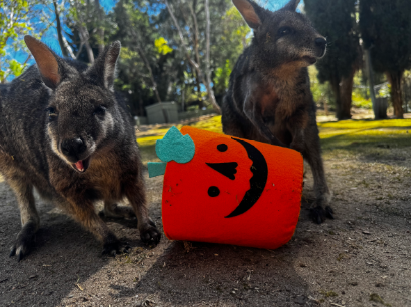 Wallabies with a Halloween pumpkin enrichment toy at the National Zoo & Aquarium